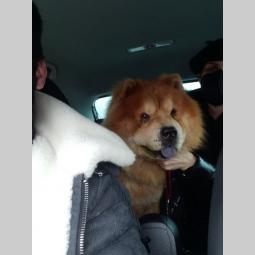 pet taxi šapoprevoz besplatni mali oglasi