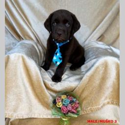 labrador braon štenci besplatni mali oglasi