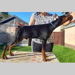 doberman štenci besplatni mali oglasi