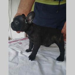 francuski buldog štenci besplatni mali oglasi