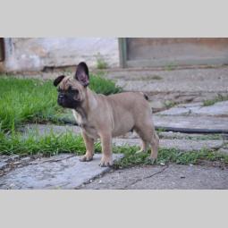 francuski buldog štenci besplatni mali oglasi