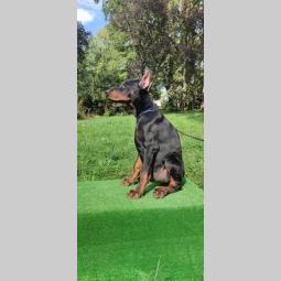 doberman štenci besplatni mali oglasi