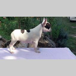 francuski buldog štenci besplatni mali oglasi