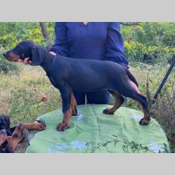 dobermani štenci besplatni mali oglasi