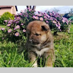 shiba inu štenci besplatni mali oglasi