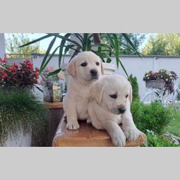 labrador štenci besplatni mali oglasi