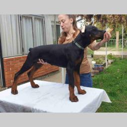 doberman štenci besplatni mali oglasi