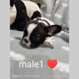 prelepi štenci besplatni mali oglasi