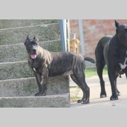 cane corso štenci besplatni mali oglasi