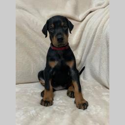 doberman štenci besplatni mali oglasi