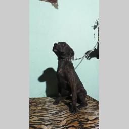 pitbul štenci besplatni mali oglasi