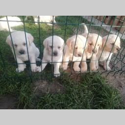 labrador retriver štenci besplatni mali oglasi