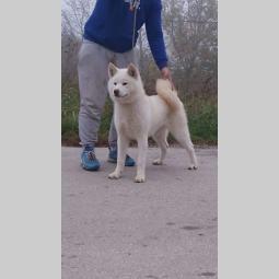 japanska akita inu štenci besplatni mali oglasi