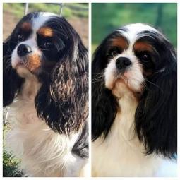 cavalier king charles španiel štenci besplatni mali oglasi
