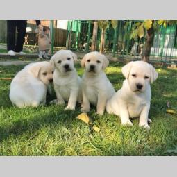labrador retriver štenci besplatni mali oglasi
