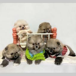 pomeranac boo besplatni mali oglasi
