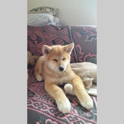 akita inu štenci besplatni mali oglasi