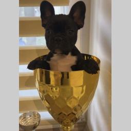 francuski buldog štenci besplatni mali oglasi