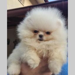 pomeranac boo besplatni mali oglasi