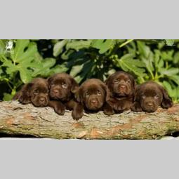 labrador retriver štenci besplatni mali oglasi