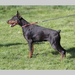doberman štenci besplatni mali oglasi