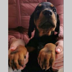 doberman štenci besplatni mali oglasi