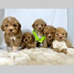 labradudle (rasa nastala kmbinovanjem labradora i pudle) besplatni mali oglasi