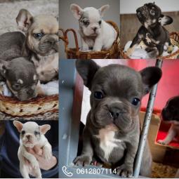 francuski buldog besplatni mali oglasi