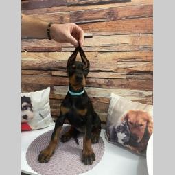 doberman štenci besplatni mali oglasi