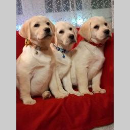 labrador retriver štenci besplatni mali oglasi