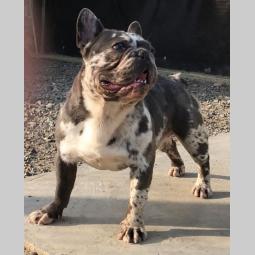 francuski buldog besplatni mali oglasi