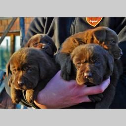 labrador štenci besplatni mali oglasi