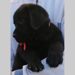 odgajivacnica labradora step from drems fci 6240 štenci besplatni mali oglasi