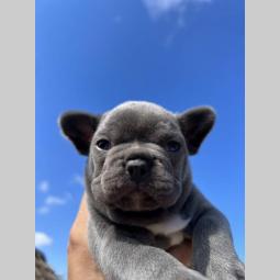 francuski buldog štenci besplatni mali oglasi