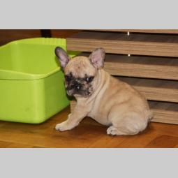 francuski buldog štenci besplatni mali oglasi