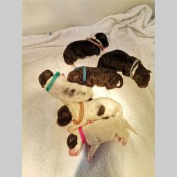 lagotto romagnolo štenci besplatni mali oglasi