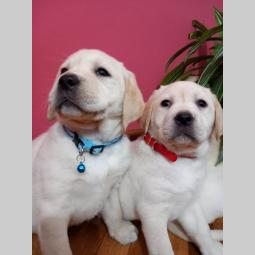 labrador retriver štenci besplatni mali oglasi