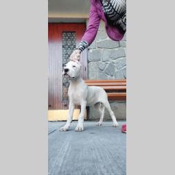 dogo argentino štenci besplatni mali oglasi