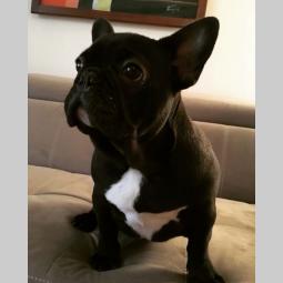 francuski buldog štenci besplatni mali oglasi