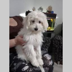 maltezer muško štene besplatni mali oglasi