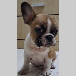 francuski buldog štene besplatni mali oglasi
