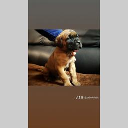 cane corso štenci besplatni mali oglasi