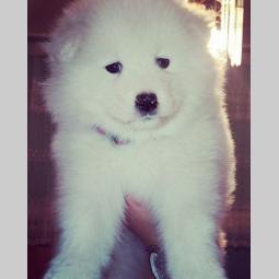 sibirski samojed štenci besplatni mali oglasi