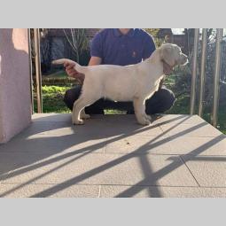 labrador retriver štenci besplatni mali oglasi
