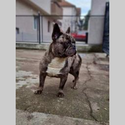 francuski buldog štenci besplatni mali oglasi