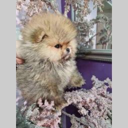 pomeranac boo besplatni mali oglasi