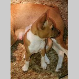 basenji štenci besplatni mali oglasi