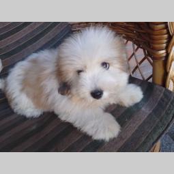 koton de tulear i tulearski pas štenci besplatni mali oglasi