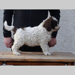 lagotto romagnolo štenci besplatni mali oglasi