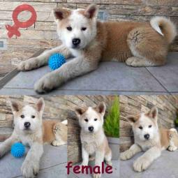 japanska akita štenci besplatni mali oglasi